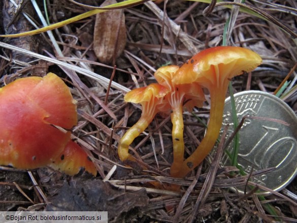 Hygrocybe insipida