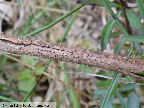 Mollisia escharodes