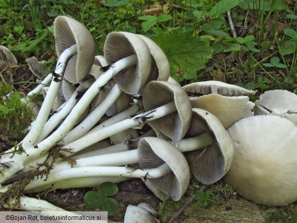 Psathyrella candolleana