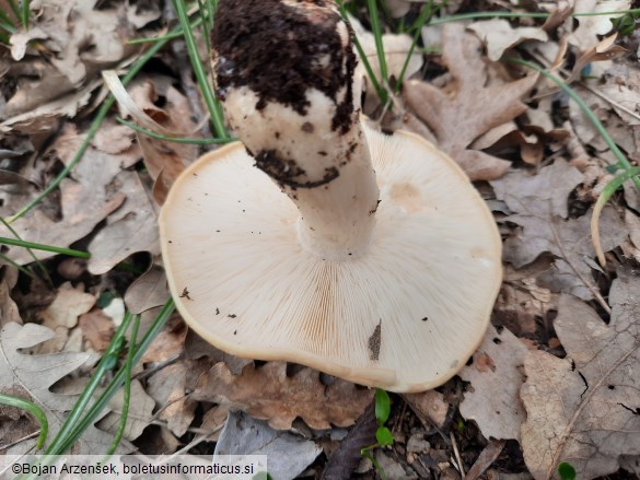 Calocybe gambosa