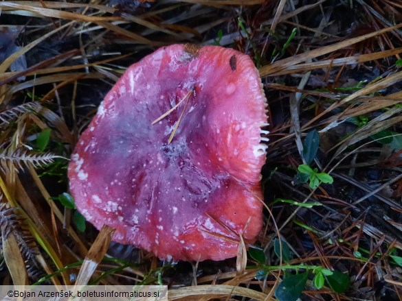 Russula sanguinaria