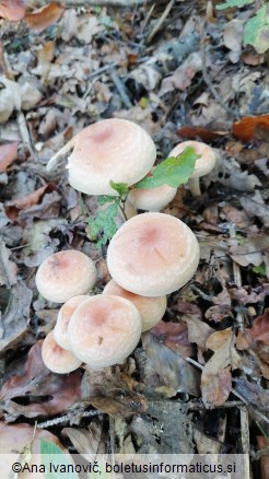 Hypholoma sublateritium