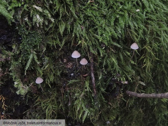 Mycena erubescens