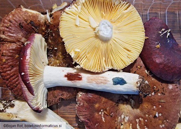 Russula firmula