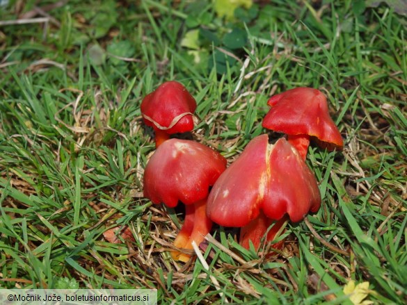 Hygrocybe punicea