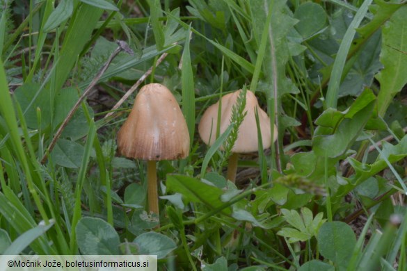 Conocybe rickenii