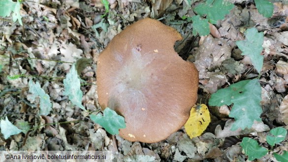 Boletus appendiculatus