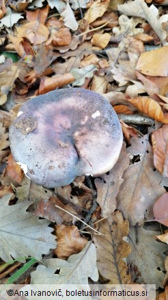 Russula cyanoxantha