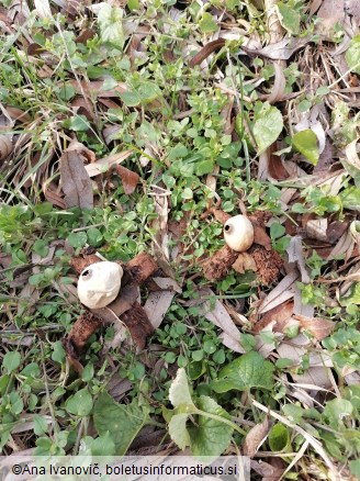 Geastrum quadrifidum