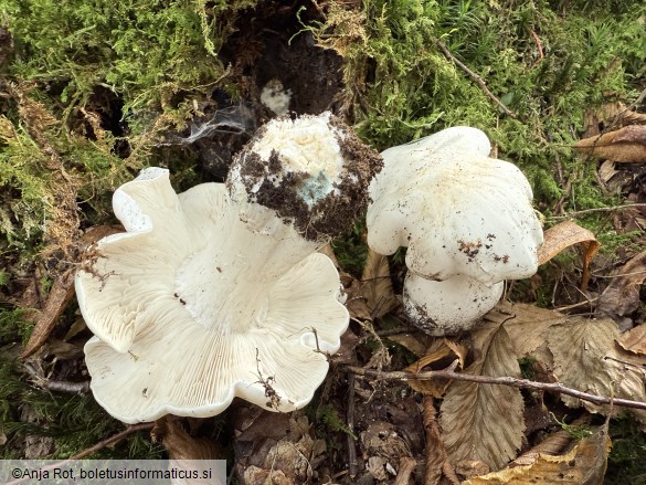 Tricholoma columbetta