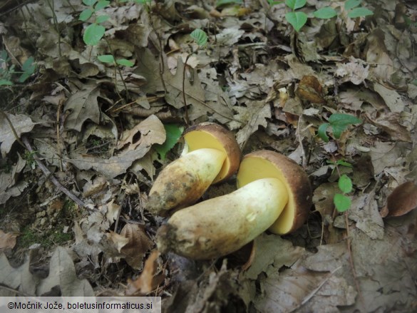 Butyriboletus appendiculatus