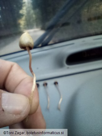 Psilocybe semilanceata