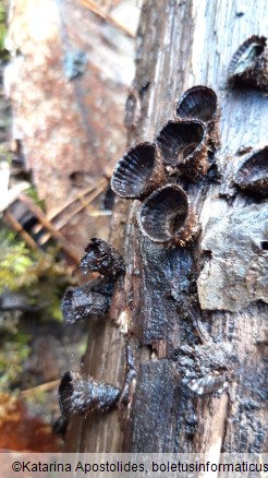 Cyathus striatus