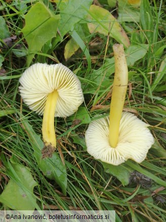Hygrocybe chlorophana