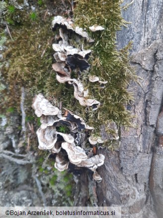 Auricularia mesenterica