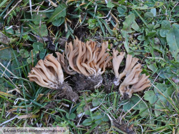 Clavulinopsis umbrinella