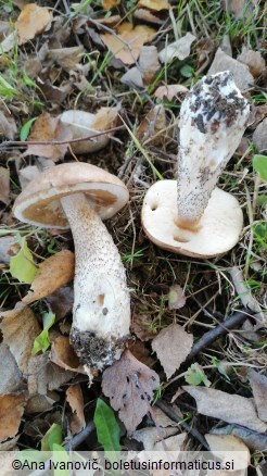 Leccinum scabrum