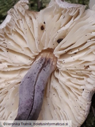 Cystolepiota bucknallii