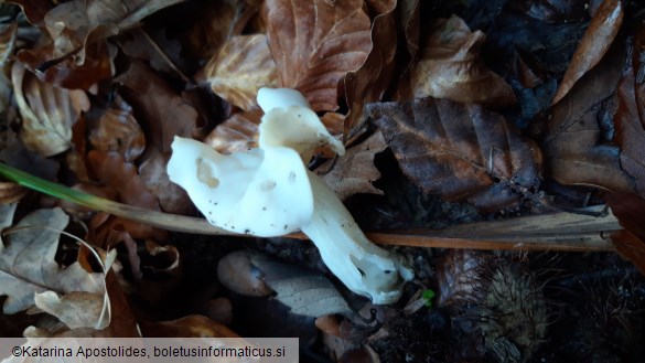 Helvella crispa