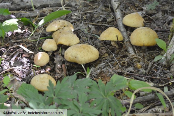 Calocybe gambosa