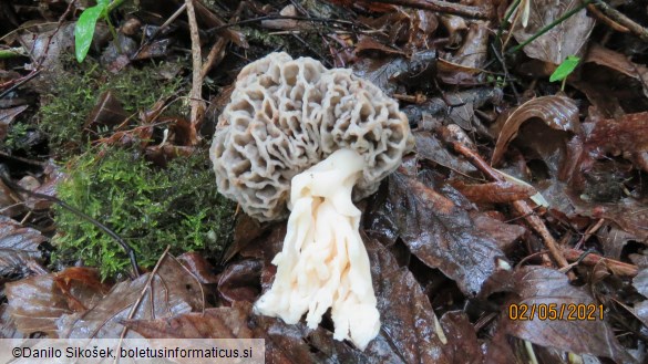 Morchella vulgaris