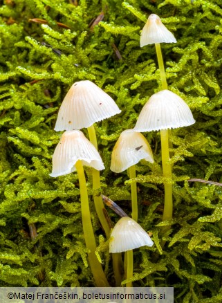 Mycena epipterygia