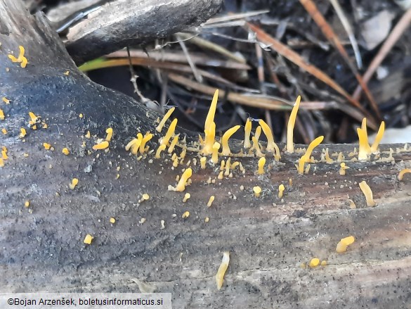 Calocera cornea