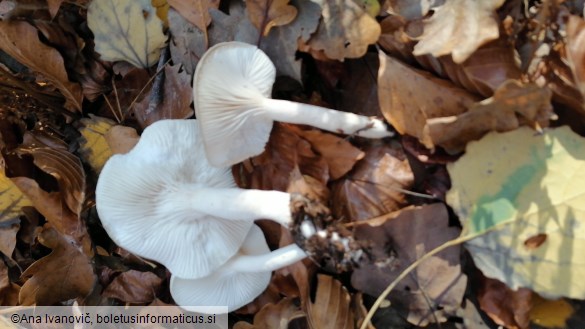 Hygrophorus eburneus