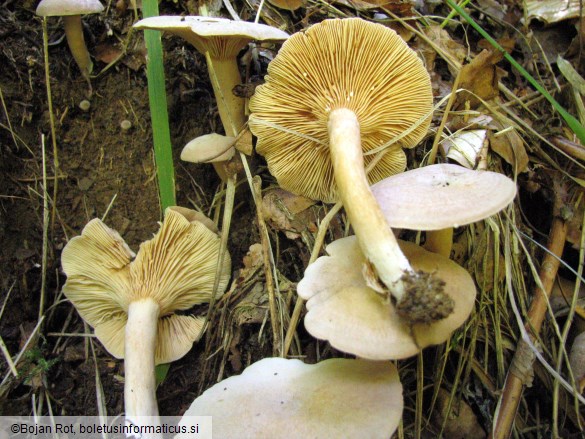 Lactarius glyciosmus