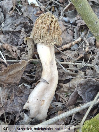 Verpa bohemica