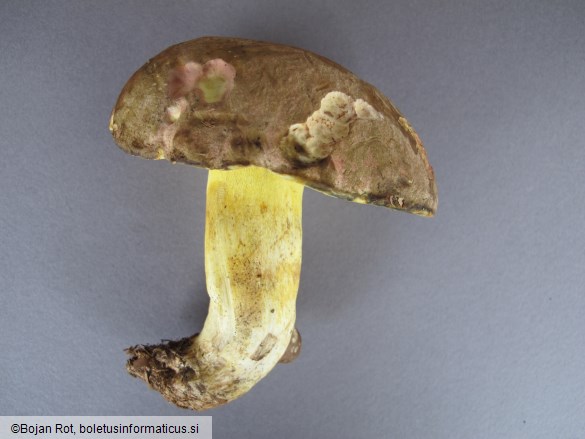 Butyriboletus roseogriseus