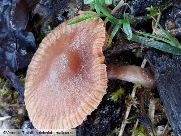 Tubaria pellucida