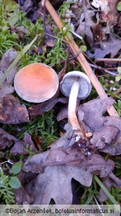 Hypholoma sublateritium