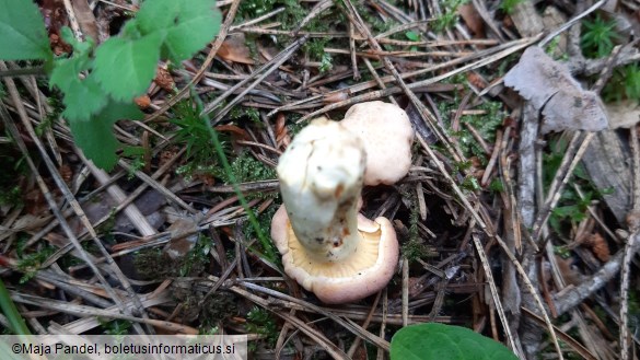 Cantharellus amethysteus