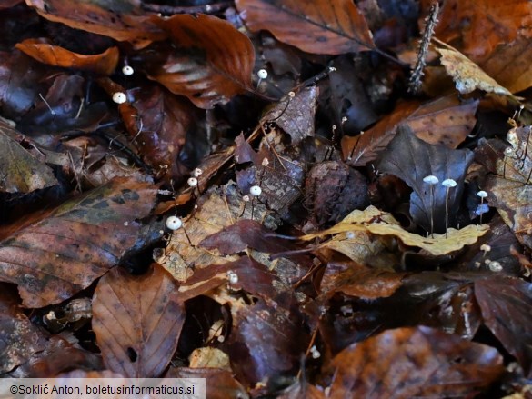 Marasmius bulliardii