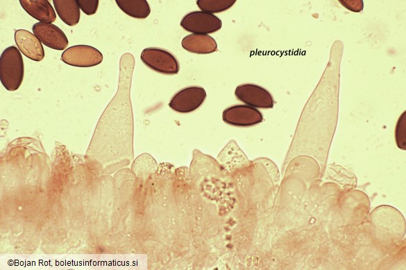 Psathyrella corrugis