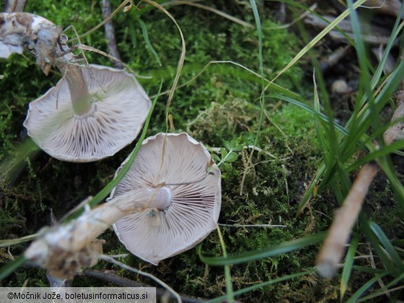 Lepista sordida