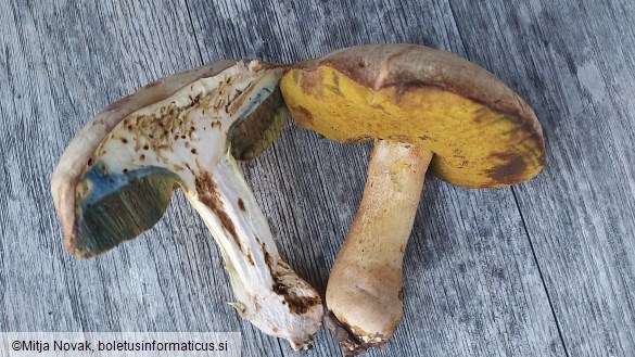 Butyriboletus fechtneri