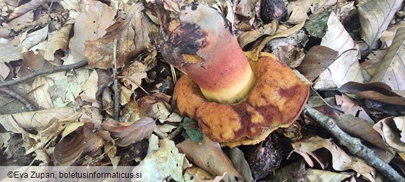 Neoboletus xanthopus