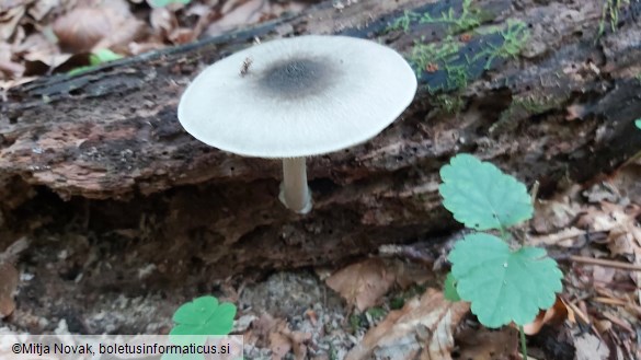 Pluteus salicinus