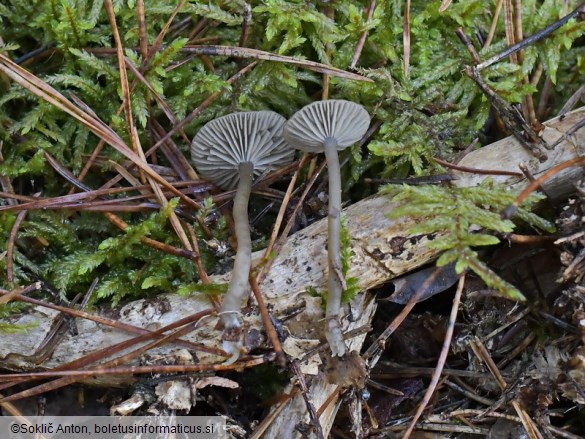 Omphaliaster asterosporus
