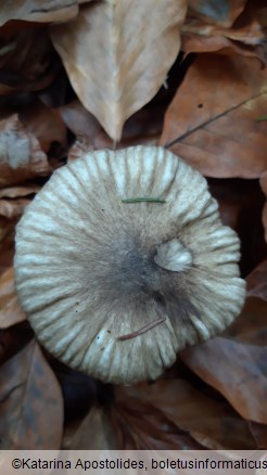 Hygrophorus olivaceoalbus