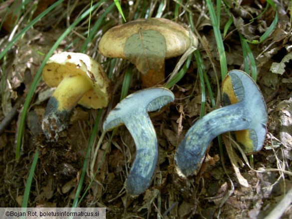 Boletus pulverulentus
