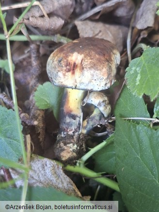 Cyanoboletus pulverulentus