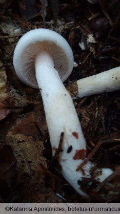 Hygrophorus cossus