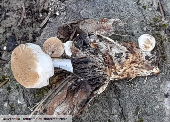 Asterophora lycoperdoides