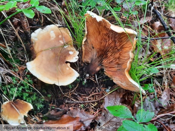 Hygrophoropsis aurantiaca