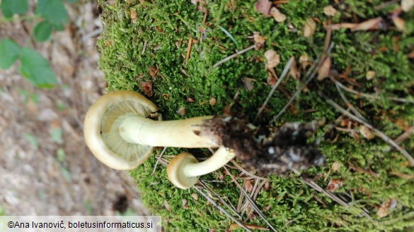 Hypholoma fasciculare