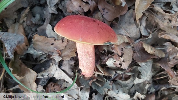 Rubroboletus dupainii