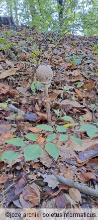 Macrolepiota procera